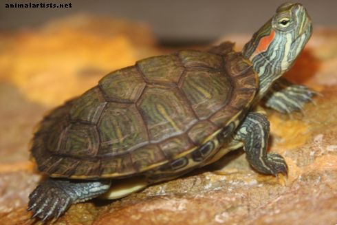 Грижа за костенурките с червени уши: настройка на резервоара, хранене и поддържане