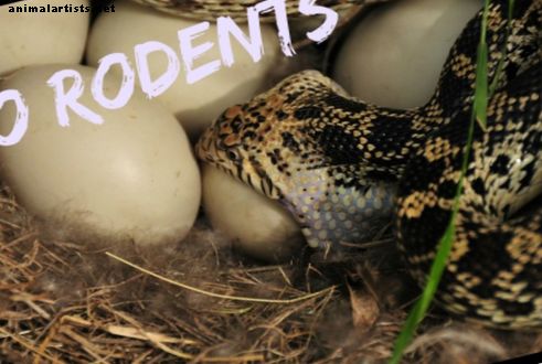 Pet φίδια που δεν χρειάζεται να ταΐζετε τρωκτικά - Ερπετά & αμφίβια