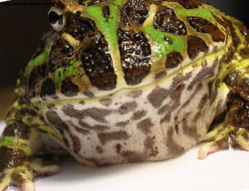 Gmazovi i vodozemci - Pacman žaba (ukrašena rogasta žaba)