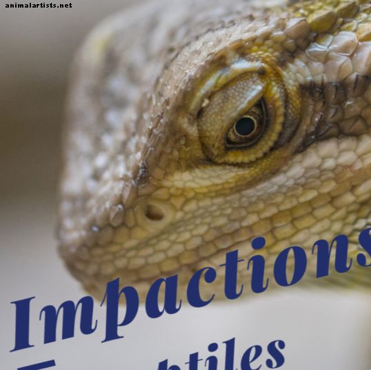 ¿Qué es un impacto en los reptiles? - Reptiles y anfibios