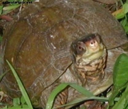 Plazilci in dvoživke - Kako pravilno namestiti in skrbeti za želve hišnih želv