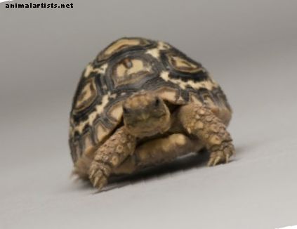 Cómo configurar un hábitat para tu tortuga bebé Sulcata - Reptiles y anfibios