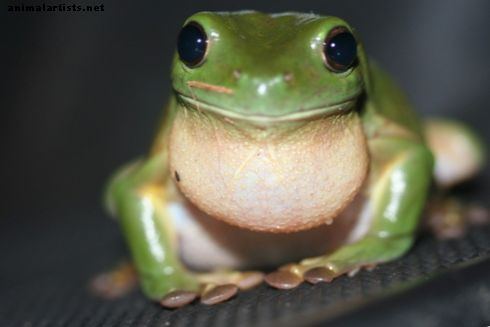 Dejstva o zelenih drevesnih žabah: stvari, ki jih morate vedeti, preden jih boste hranili kot hišne ljubljenčke