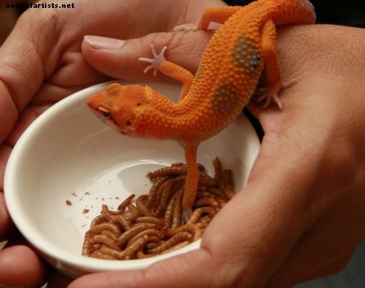 Top 5 seltsame Fakten über Geckos - Reptilien & Amphibien