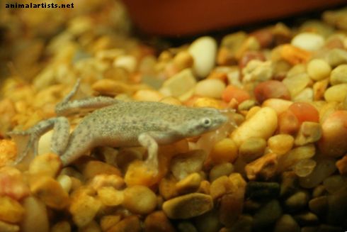 Reptiles y anfibios - Cuidado de rana enana africana
