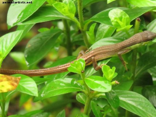 Reptielen en amfibieën - Wat u moet weten over de langstaartgrashagedis