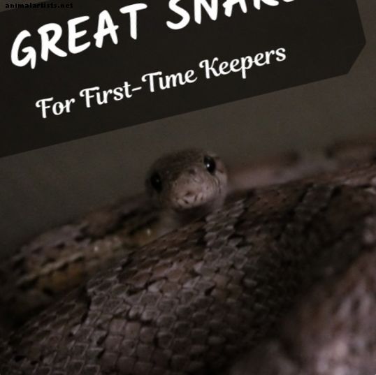 Serpientes de maíz, pitones de bola y boas rojas: ¿buenas serpientes principiantes? - Reptiles y anfibios