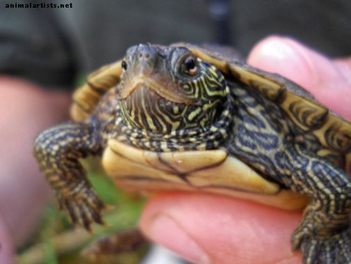 Pet Turtles für Kinder: Sollten Sie eine bekommen? - Reptilien & Amphibien