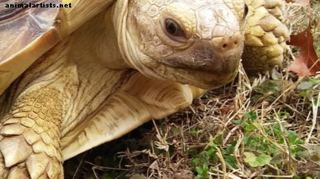 Kako se brinuti za kornjaču Sulcata
