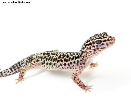 Πώς να φροντίσετε το Leopard Geckos: Στέγαση, Διατροφή, Φυσική Ιστορία και πολλά άλλα - Ερπετά & αμφίβια