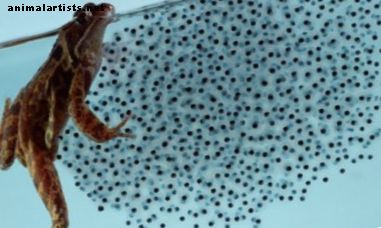 Cuidado de renacuajos de huevo a rana - Reptiles y anfibios