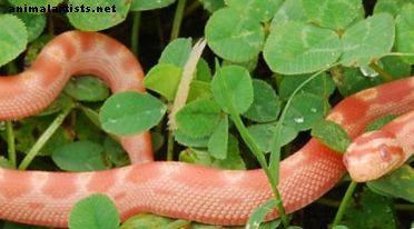 Serpientes de maíz: mascotas domésticas que son fáciles de cuidar - Reptiles y anfibios