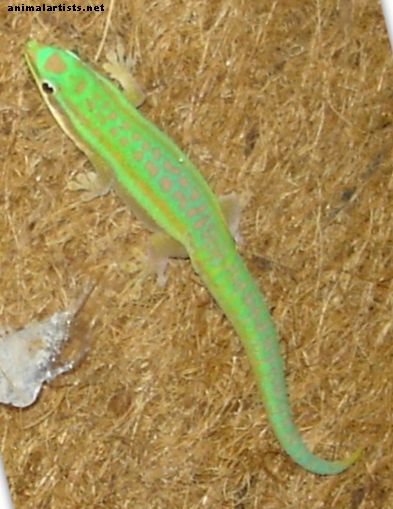 Zakaj enodnevni gekoni naredijo odlične plazilce