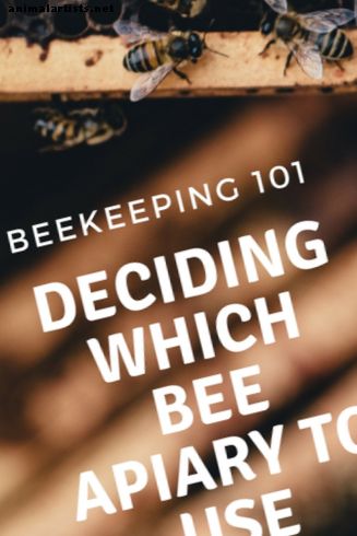 Apicultura e apicultores diferentes explicados - Répteis e anfíbios