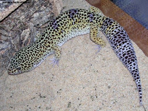 Las diferencias entre los gordos africanos y los geckos leopardo - Reptiles y anfibios