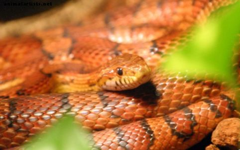 Rāpuļi un abinieki - Kāpēc kukurūzas čūskas ir labākās pirmo reizi rāpuļu īpašniekiem
