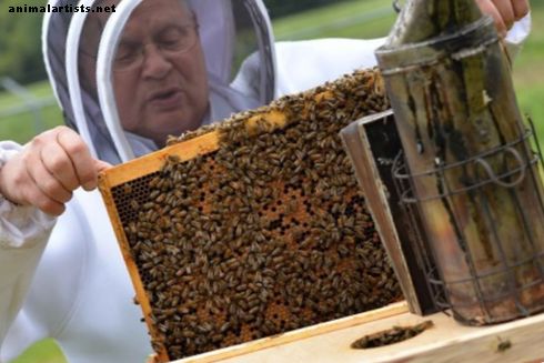 ¿Qué hacen los apicultores en primavera? - Reptiles y anfibios