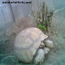 Construyendo un hábitat al aire libre para una tortuga sulcata