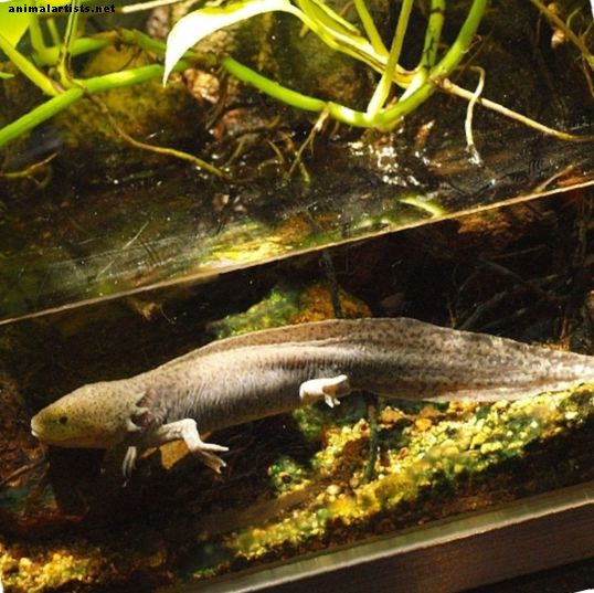 Plazy a obojživelníky - Ako si udržať mexickú vychádzkovú rybu (Axolotl) ako domáceho maznáčika