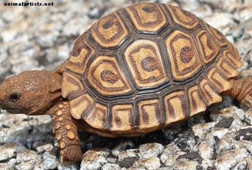 Cómo criar tu tortuga leopardo - Reptiles y anfibios