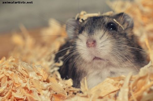 8 Dinge, die Sie wissen sollten, bevor Sie sich einen Hamster zulegen - Nagetiere