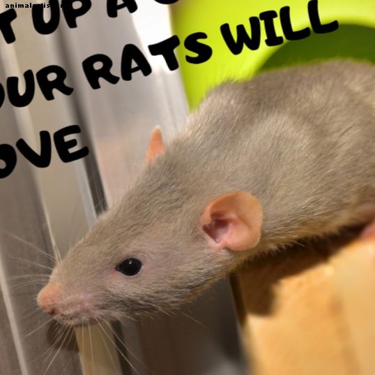 Ako si vybrať a nastaviť perfektný klietka na potkany - hlodavce