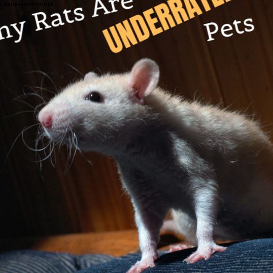 Miks on rotid maailma kõige vähem alahinnatud lemmikloomad
