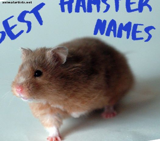 Los mejores nombres de hámster