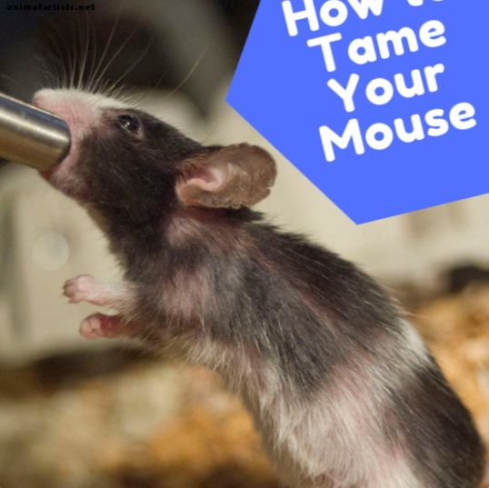 Come legare con il mouse dell'animale domestico e farlo piacere - Roditore