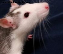 5 priežastys, kodėl verta auginti savo maitinimo žiurkes ir peles gyvates - Graužikai