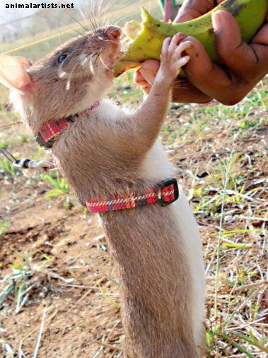 Roedores - Ratas en bolsa gambianas: mascotas exóticas y animales útiles