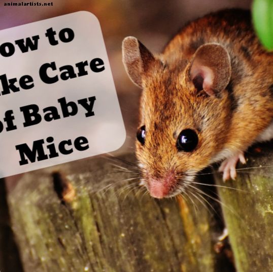 Как да се грижим за бебешки мишки - Гризачите