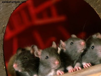 A patkányokra mérgező élelmiszerek