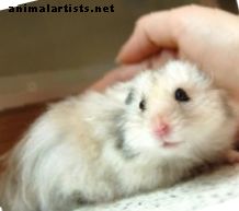 Natte staart bij hamsters: symptomen, behandeling en vooruitzichten - knaagdieren
