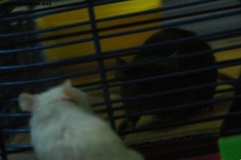 De alfamuis: hoe u kunt zien of uw muizen vechten of spelen