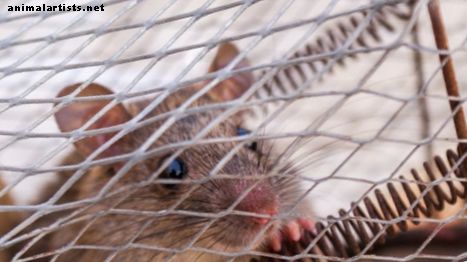 Como cuidar de um rato de estimação: perguntas frequentes, dicas e truques