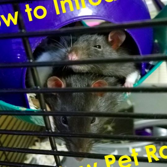Kuidas tutvustada uut lemmiklooma roti