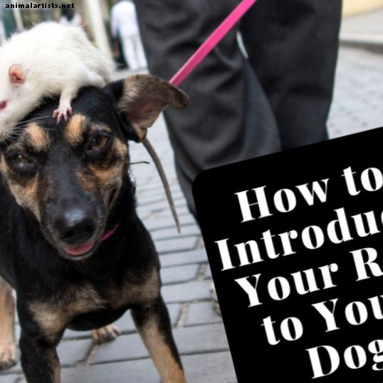 Πώς να προστατεύσετε τον αρουραίο σας από το σκυλί σας