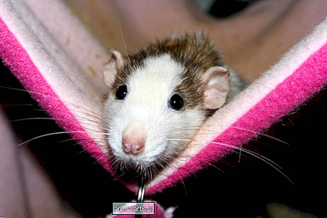 5 советов, как подарить вашей любимой крысе прекрасную жизнь