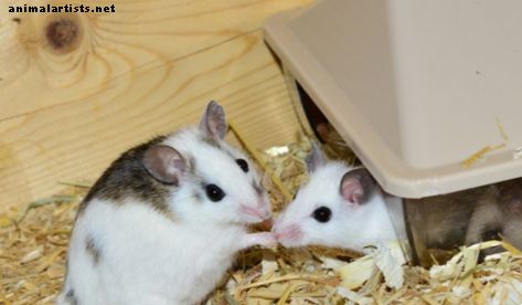 hlodavce - Ako predstaviť dve spoločenské myši na rovnakom klietke