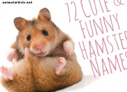 72 söpöä ja hauskaa hamsterin nimeä miehille ja naisille - jyrsijät