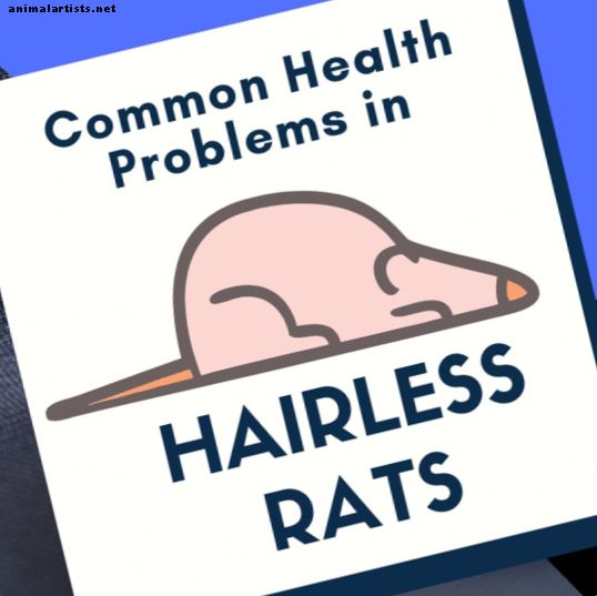 Roedores - Problemas comunes de salud de ratas sin pelo