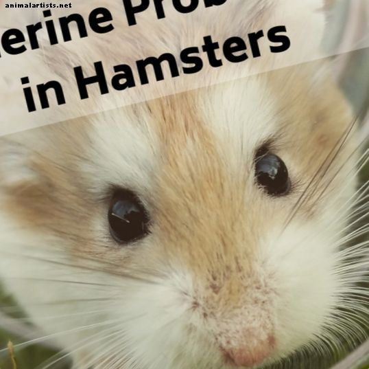 Problèmes utérins chez les hamsters: signes, symptômes, traitement et perspectives - Rongeurs