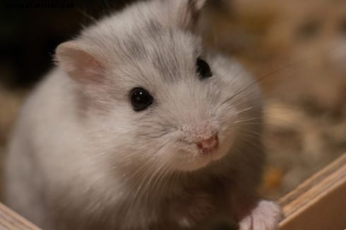 knaagdieren - 10 items die je hamster nodig heeft voor een lang en gelukkig leven
