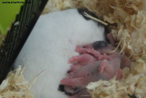 6 ting du aldri bør gjøre hvis hamsteren din har babyer - Gnagere