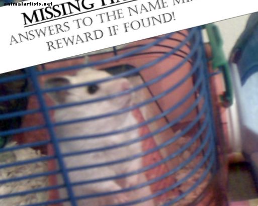 Qué hacer cuando su hámster se escapa: consejos para encontrar mascotas desaparecidas