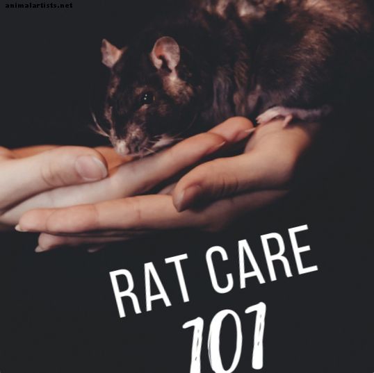 Rattenzorg voor beginners: hoe maak je de perfecte opstelling voor rattenkooien