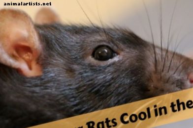 Kuidas hoida oma lemmikloomi rottidel suvel jahedana