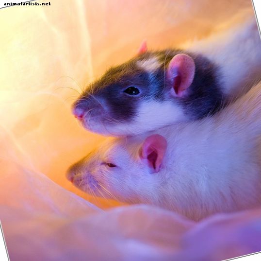 Roedores - Variedades elegantes de ratas: color de pelaje, color de ojos, tipo de pelaje y marcas