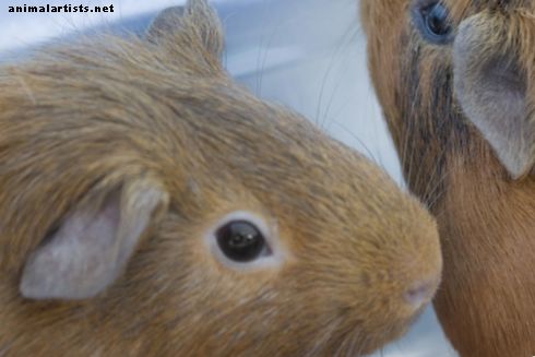 5 razones por las que los conejillos de Indias son excelentes mascotas